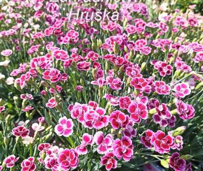 Dianthus Early Love