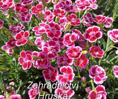 Dianthus Early Love