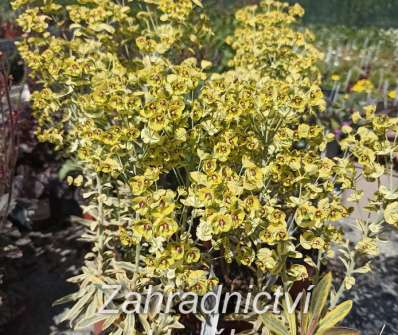 Euphorbia amygdaloides Ascot Rainbow