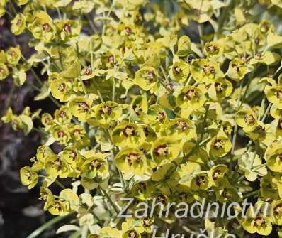 Euphorbia amygdaloides Ascot Rainbow