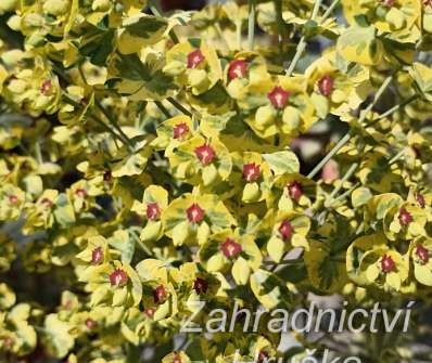 Euphorbia amygdaloides Ascot Rainbow