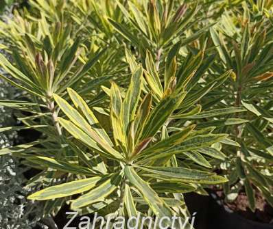 Euphorbia amygdaloides Ascot Rainbow