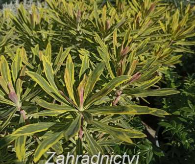 Euphorbia amygdaloides Ascot Rainbow
