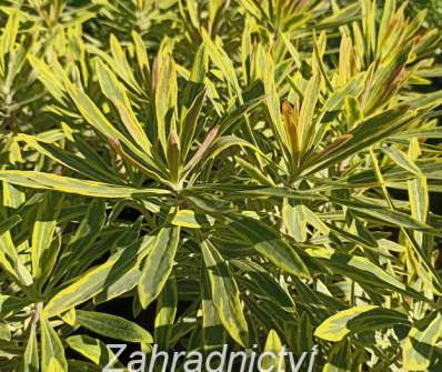 Euphorbia amygdaloides Ascot Rainbow