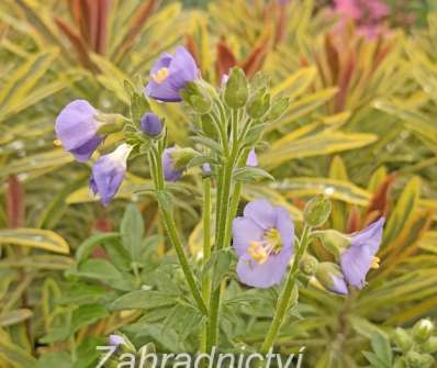 Polemonium caeruleum Bambino Blue