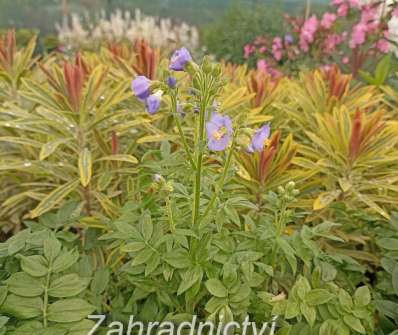 Polemonium caeruleum Bambino Blue