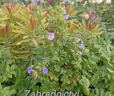 Polemonium caeruleum Bambino Blue