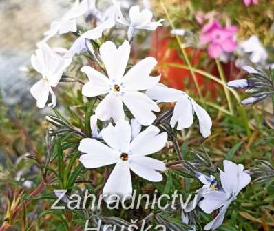 Phlox subulata G.F.Wilson