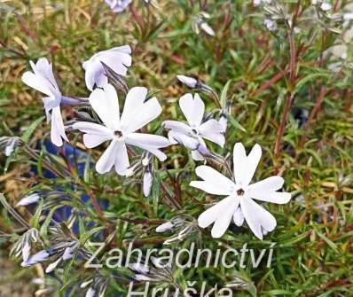 Phlox subulata G.F.Wilson