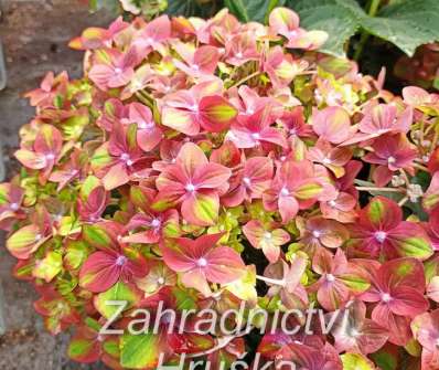 hortenzie - Hydrangea macrophylla 'Rembrant Rosso Glory'