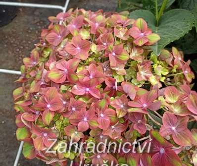 hortenzie - Hydrangea macrophylla 'Rembrant Rosso Glory'