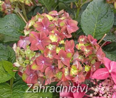 hortenzie - Hydrangea macrophylla 'Rembrant Rosso Glory'