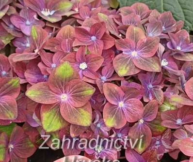 hortenzie - Hydrangea macrophylla 'Rembrant Rosso Glory'