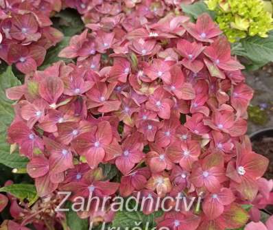 hortenzie - Hydrangea macrophylla 'Rembrant Rosso Glory'