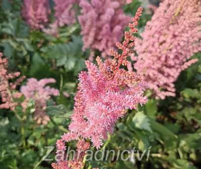 Astilbe chinensis Little Vision in Pink