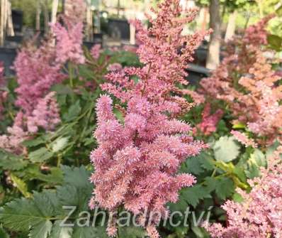 Astilbe chinensis Little Vision in Pink