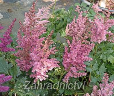 Astilbe chinensis Little Vision in Pink