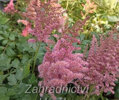 Astilbe chinensis Little Vision in Pink