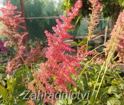 Astilbe Younique Ruby Red