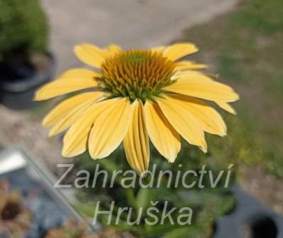 Echinacea purpurea Mellow Yellows