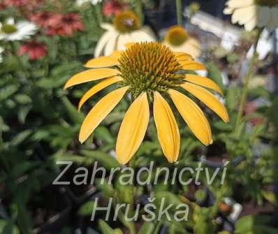 Echinacea purpurea Mellow Yellows