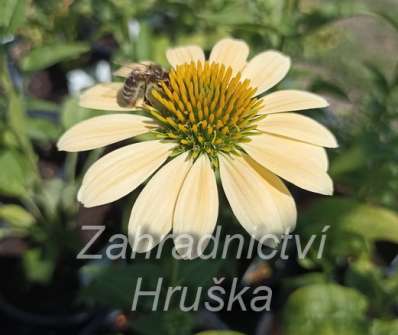 Echinacea purpurea Mellow Yellows