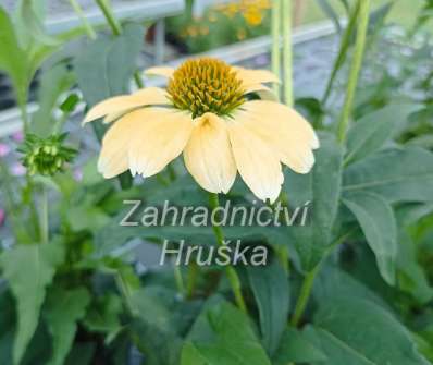 Echinacea purpurea Mellow Yellows