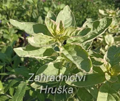 Lysimachia punctata Alexander