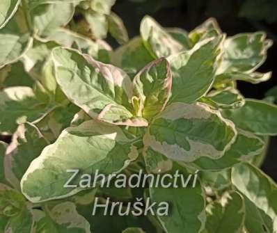 Lysimachia punctata Alexander