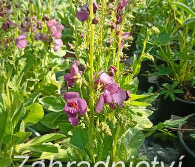 Verbascum Plum Smokey