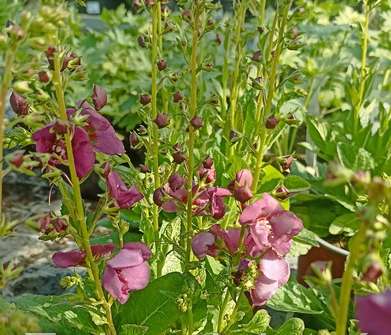 Verbascum Plum Smokey