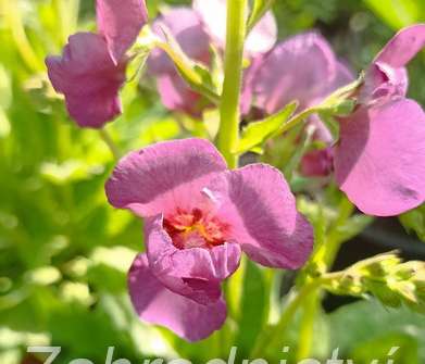 Verbascum Plum Smokey