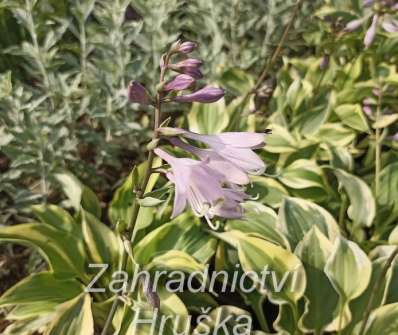 bohyška - Hosta 'Pilgrim'