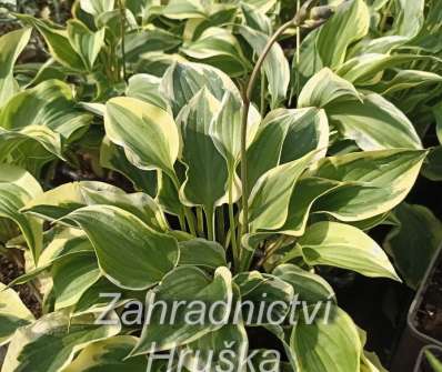 bohyška - Hosta 'Pilgrim'