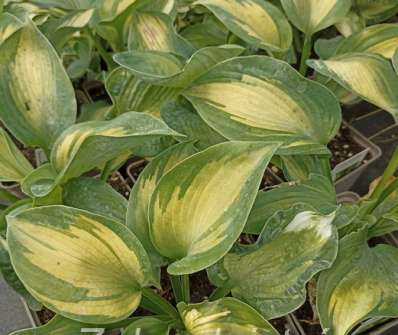 bohyška - Hosta sieboldiana 'Golden Meadows'