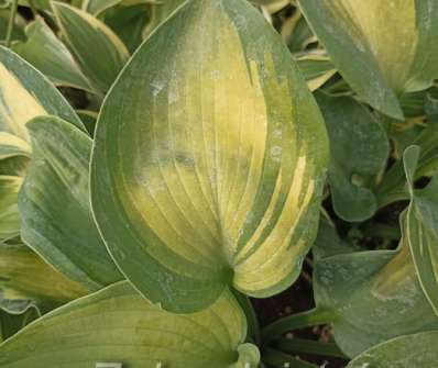 bohyška - Hosta sieboldiana 'Golden Meadows'