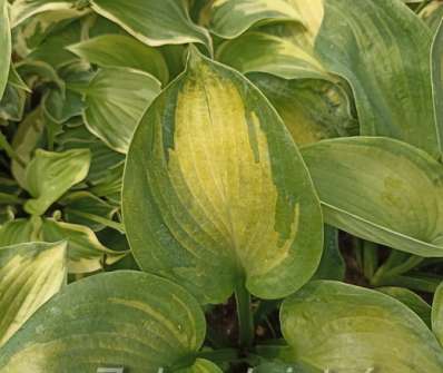 bohyška - Hosta sieboldiana 'Golden Meadows'