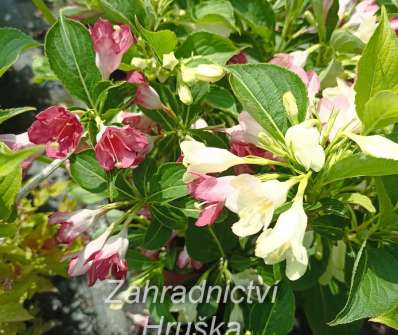 vajgélie - Weigela florida 'Marjorie'