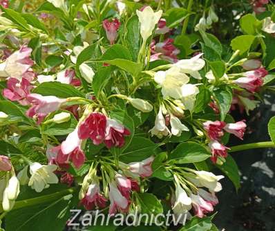 vajgélie - Weigela florida 'Marjorie'