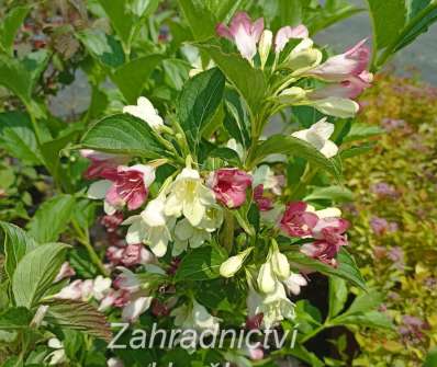 vajgélie - Weigela florida 'Marjorie'