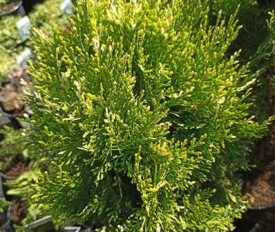 zerav - Thuja orr. 'Fleck'