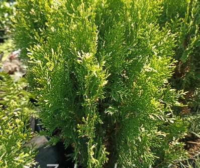 zerav - Thuja orr. 'Fleck'