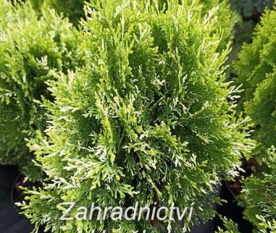 zerav - Thuja orr. 'Fleck'