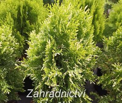 zerav - Thuja orr. 'Fleck'