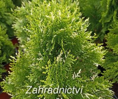 zerav - Thuja orr. 'Fleck'