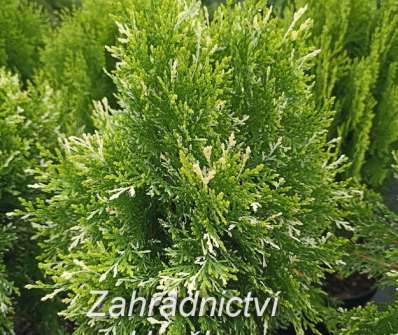 zerav - Thuja orr. 'Fleck'