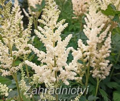 Astilbe chinensis Vision Inferno