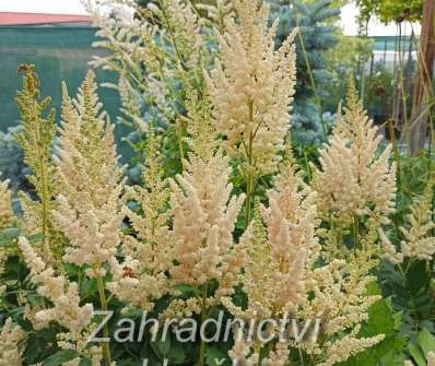 Astilbe chinensis Vision Inferno