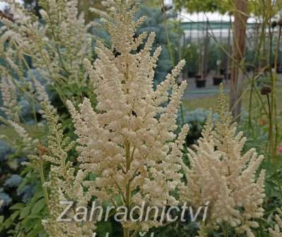 Astilbe chinensis Vision Inferno