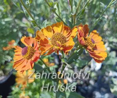 Helenium autumnale HayDay Orange